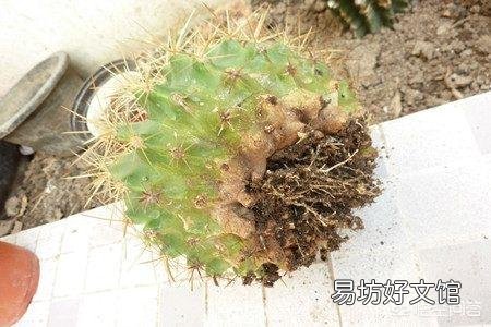 仙人球烂根后咋能长出新根？