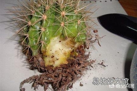 仙人球烂根后咋能长出新根？