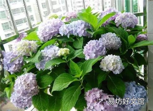 大家都在说大花绣球的修剪要在8月份前完成,这个结论是怎么得出来的?