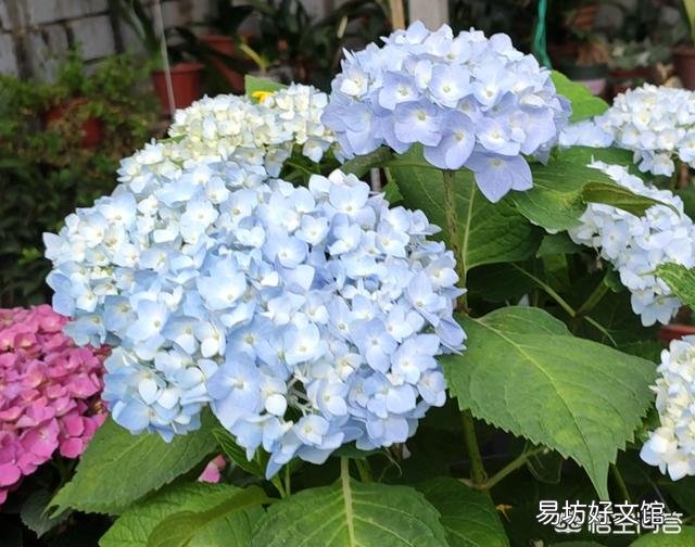 大家都在说大花绣球的修剪要在8月份前完成,这个结论是怎么得出来的?