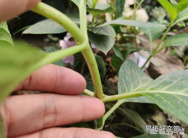 大家都在说大花绣球的修剪要在8月份前完成,这个结论是怎么得出来的?
