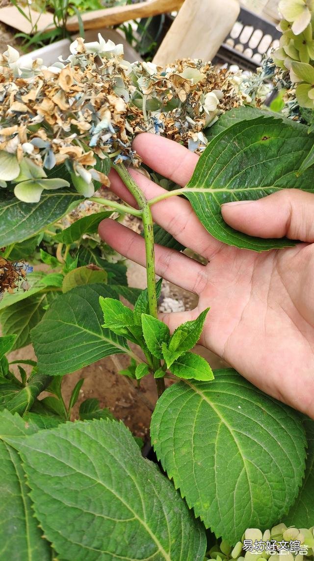 大家都在说大花绣球的修剪要在8月份前完成,这个结论是怎么得出来的?