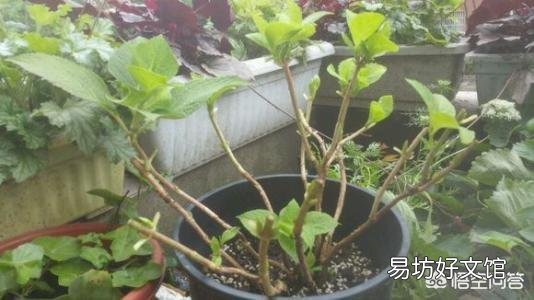 大家都在说大花绣球的修剪要在8月份前完成,这个结论是怎么得出来的?