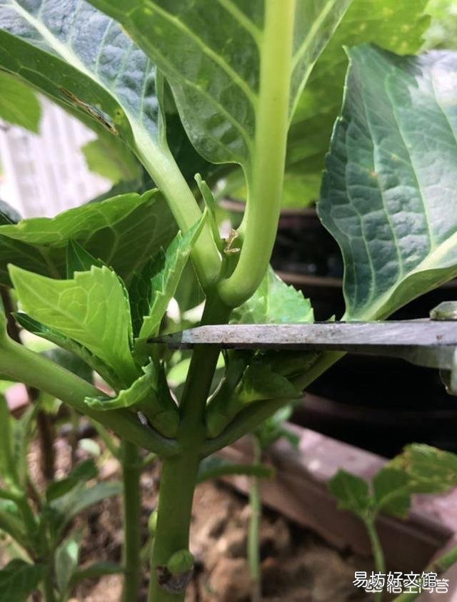 大家都在说大花绣球的修剪要在8月份前完成,这个结论是怎么得出来的?
