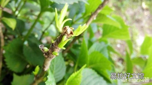 大家都在说大花绣球的修剪要在8月份前完成,这个结论是怎么得出来的?