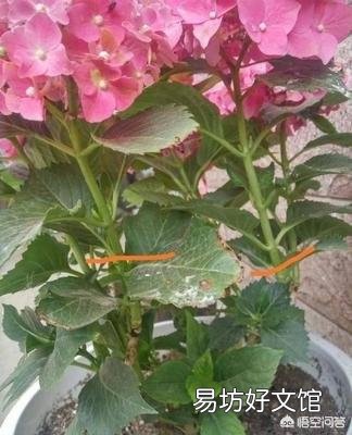 大家都在说大花绣球的修剪要在8月份前完成,这个结论是怎么得出来的?