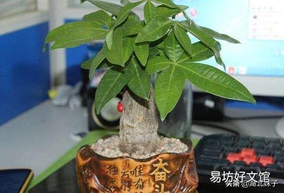 发财树黄叶后落叶怎么办？