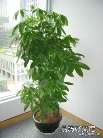 发财树黄叶后落叶怎么办？