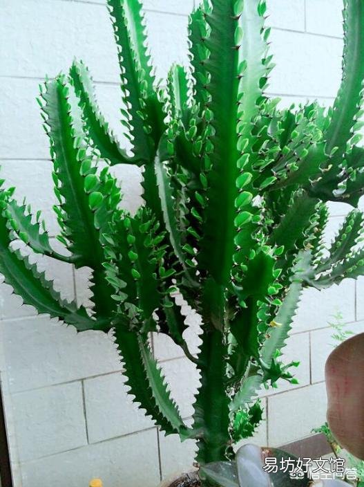 龙骨花应该怎么种植?