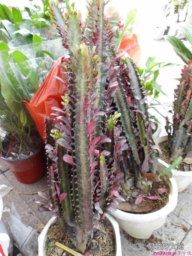 龙骨花应该怎么种植?
