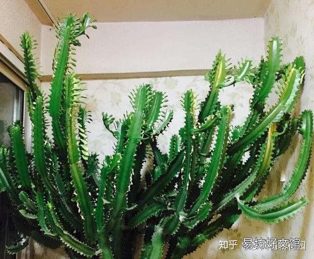 龙骨花应该怎么种植?