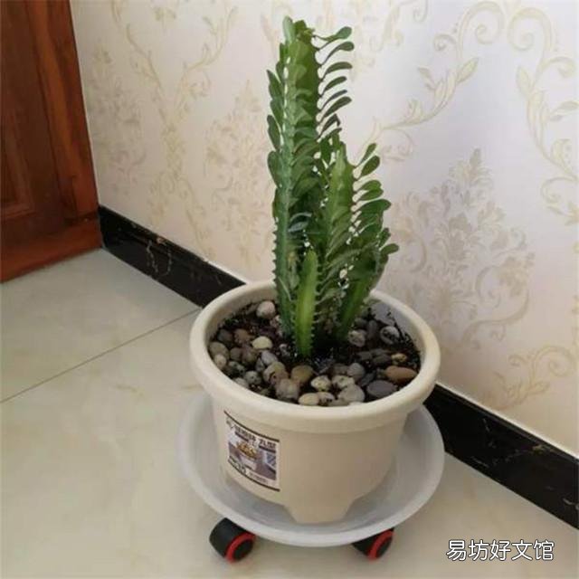 龙骨花应该怎么种植?