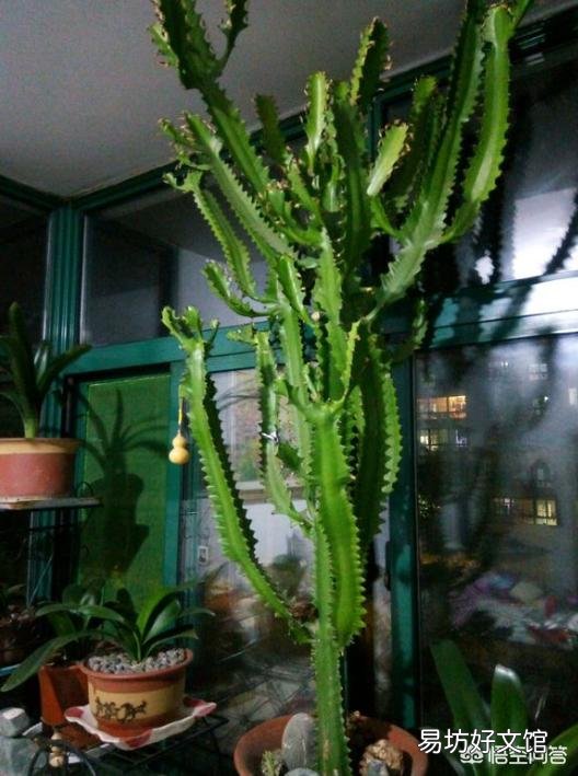 龙骨花应该怎么种植?