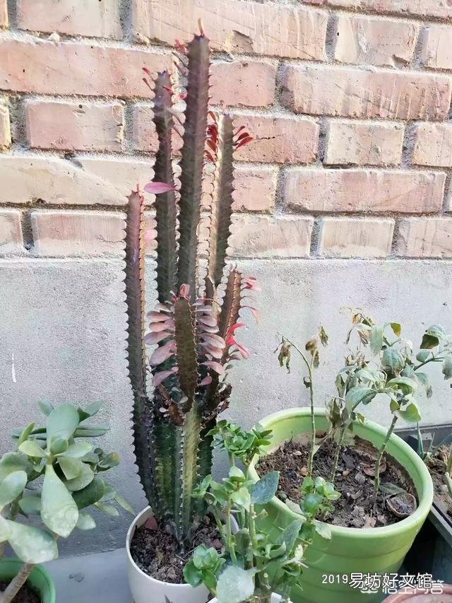 龙骨花应该怎么种植?