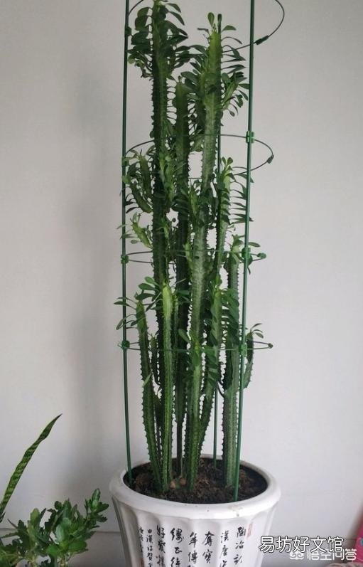 龙骨花应该怎么种植?