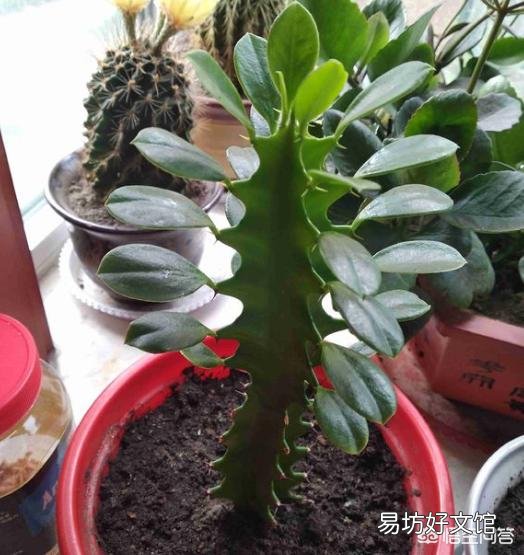 龙骨花应该怎么种植?