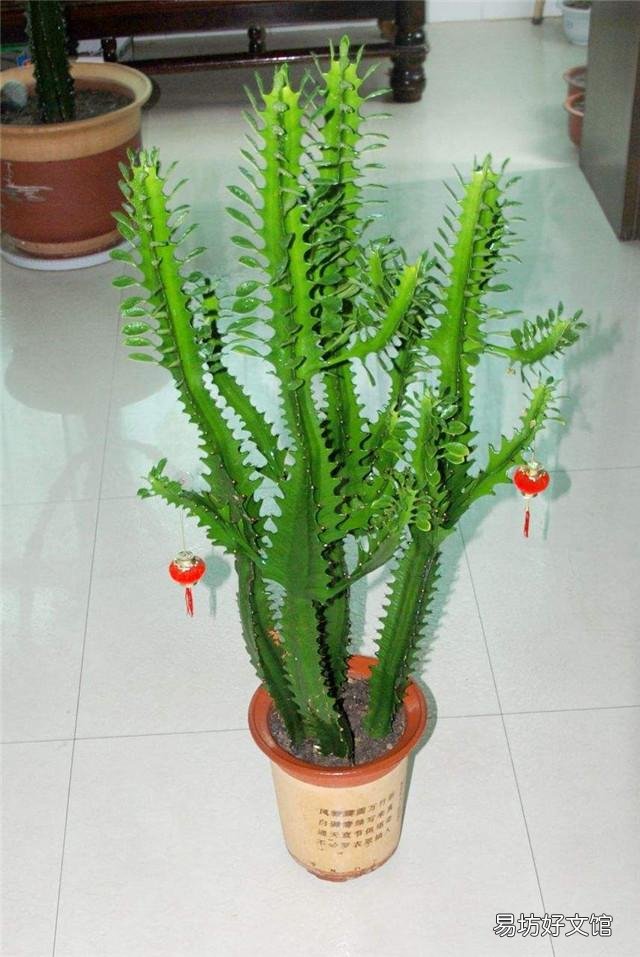 龙骨花应该怎么种植?