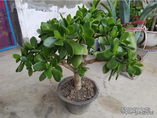 盆栽的玉树,夏季休眠吗?夏季应该怎么养?