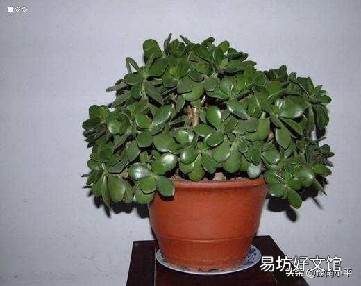盆栽的玉树,夏季休眠吗?夏季应该怎么养?