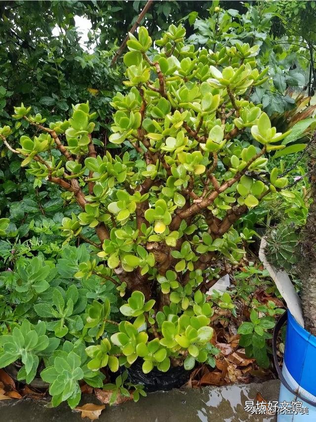 盆栽的玉树,夏季休眠吗?夏季应该怎么养?
