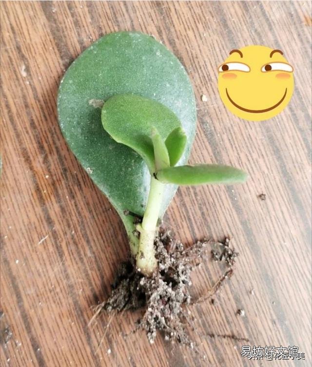 盆栽的玉树,夏季休眠吗?夏季应该怎么养?