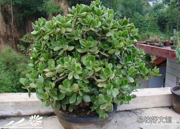 盆栽的玉树,夏季休眠吗?夏季应该怎么养?