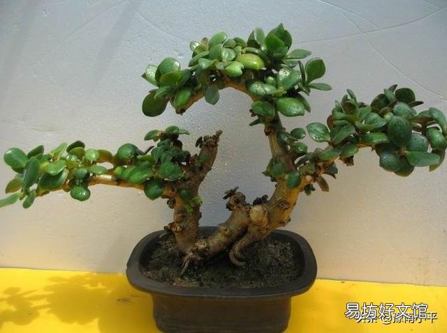 盆栽的玉树,夏季休眠吗?夏季应该怎么养?