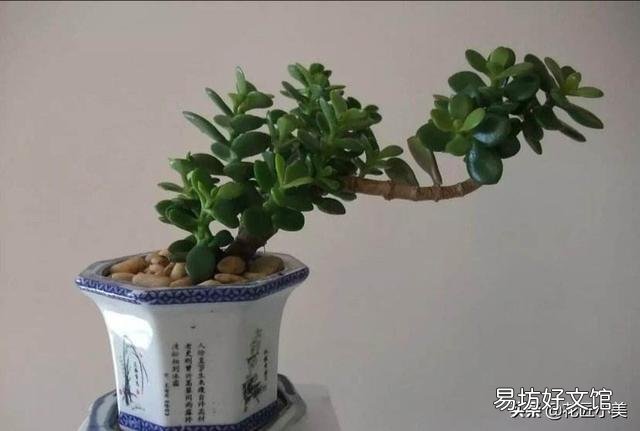盆栽的玉树,夏季休眠吗?夏季应该怎么养?