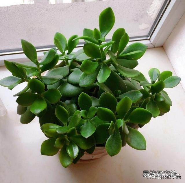 盆栽的玉树,夏季休眠吗?夏季应该怎么养?