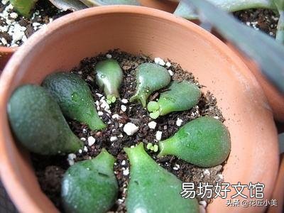 盆栽的玉树,夏季休眠吗?夏季应该怎么养?