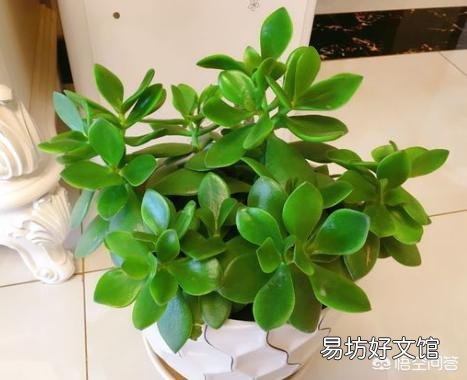 盆栽的玉树,夏季休眠吗?夏季应该怎么养?
