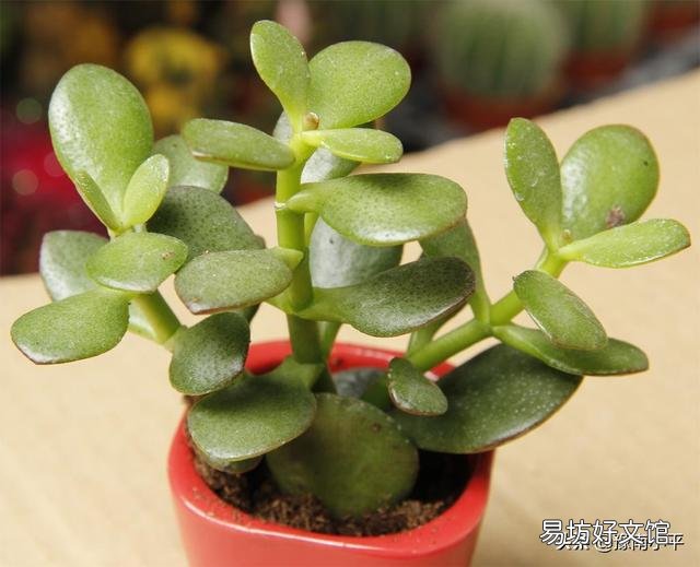 盆栽的玉树,夏季休眠吗?夏季应该怎么养?