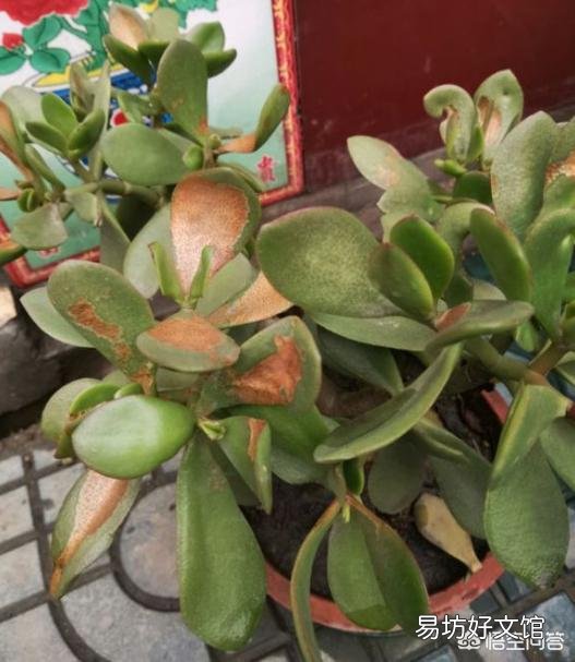 盆栽的玉树,夏季休眠吗?夏季应该怎么养?