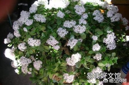 盆栽的玉树,夏季休眠吗?夏季应该怎么养?