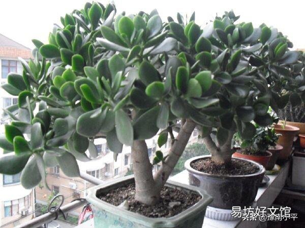 盆栽的玉树,夏季休眠吗?夏季应该怎么养?