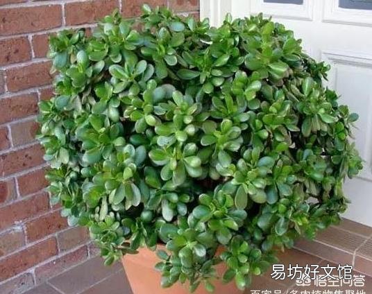 盆栽的玉树,夏季休眠吗?夏季应该怎么养?