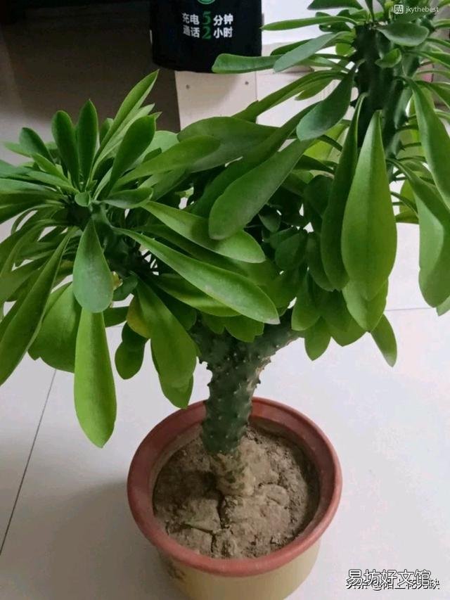 麒麟掌如何繁育移栽？