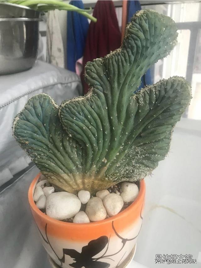 麒麟掌如何繁育移栽？