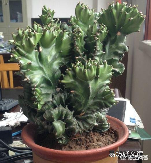 麒麟掌如何繁育移栽？