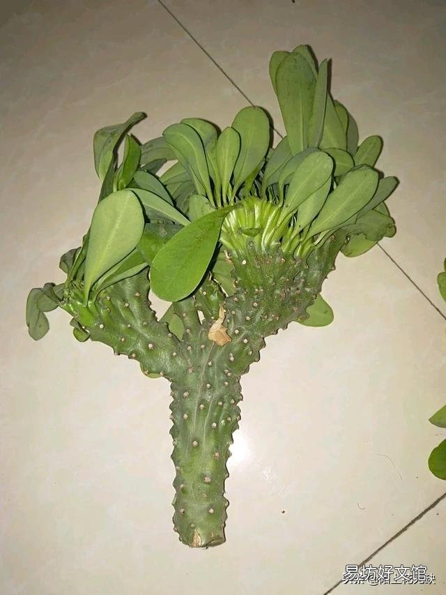 麒麟掌如何繁育移栽？