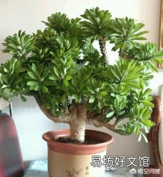 麒麟掌如何繁育移栽？