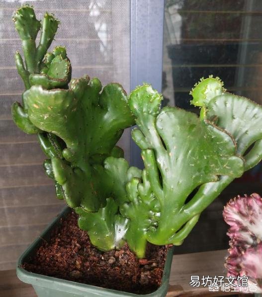 麒麟掌如何繁育移栽？