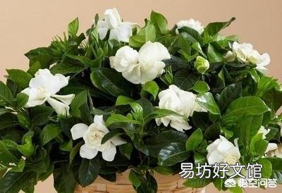 栀子花刚买一个月可以用硫酸亚铁吗?