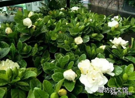 栀子花刚买一个月可以用硫酸亚铁吗?