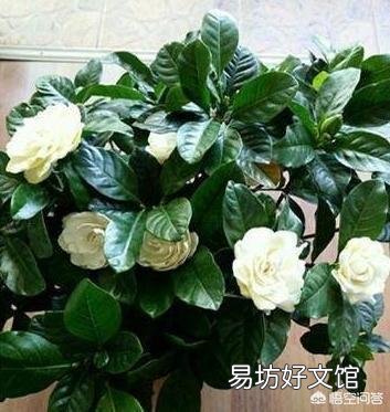 栀子花刚买一个月可以用硫酸亚铁吗?