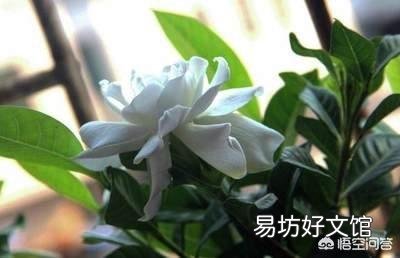 栀子花刚买一个月可以用硫酸亚铁吗?