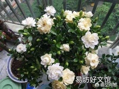 栀子花刚买一个月可以用硫酸亚铁吗?