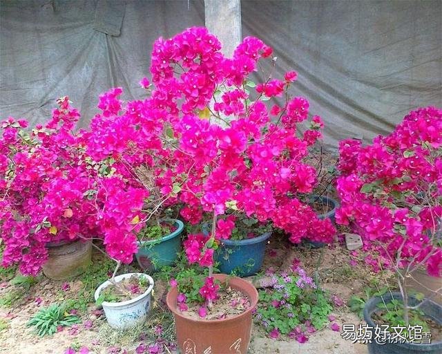 盆栽三角梅,会觉得很麻烦,具体应该如何做呢?