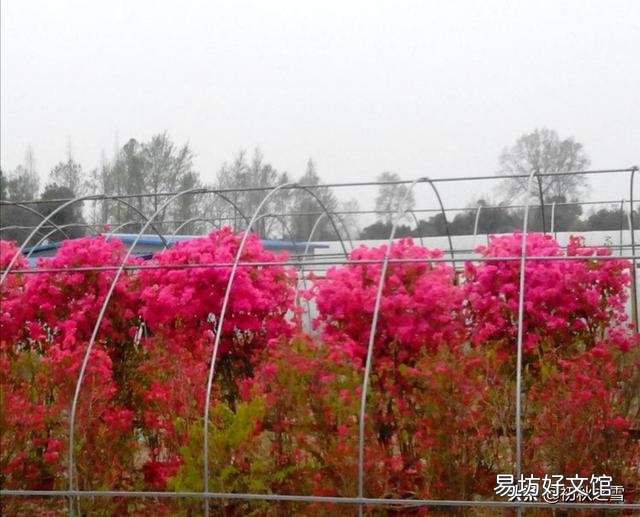 盆栽三角梅,会觉得很麻烦,具体应该如何做呢?