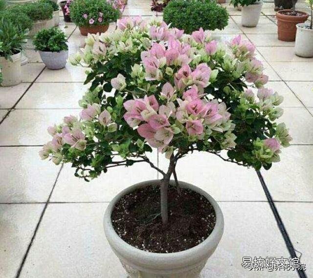 盆栽三角梅,会觉得很麻烦,具体应该如何做呢?
